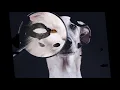 "Un perro Andaluz" labuenasombra - "Tu mirá" Lole y Manuel
