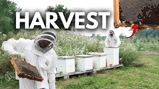 How Much Honey Do 5 Beehives Actually Make?