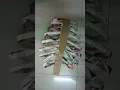 Model of rib cage in cardboard please subscribe