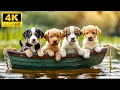 Download Lagu Schattige babydieren 4K - Rustig en ontspannend met ontspannende muziek (kleurrijk dynamisch)