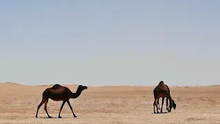 ذلول  تتل القلب   فهد بن قريع    بدون موسيقى   دندنها