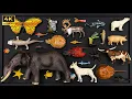 From Tiny Butterflies to Giant Elephants Discover Amazing Animals and Fun Facts for Kids
