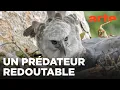 La harpie féroce, le plus puissant rapace du monde | GEO Reportage | ARTE Family