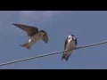 Swallows in Flight in SLO MO Squabbling--NARRATED