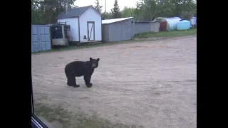 Канадские отшельники Часть 621 Як ведмідь до мене в гості прийшов 