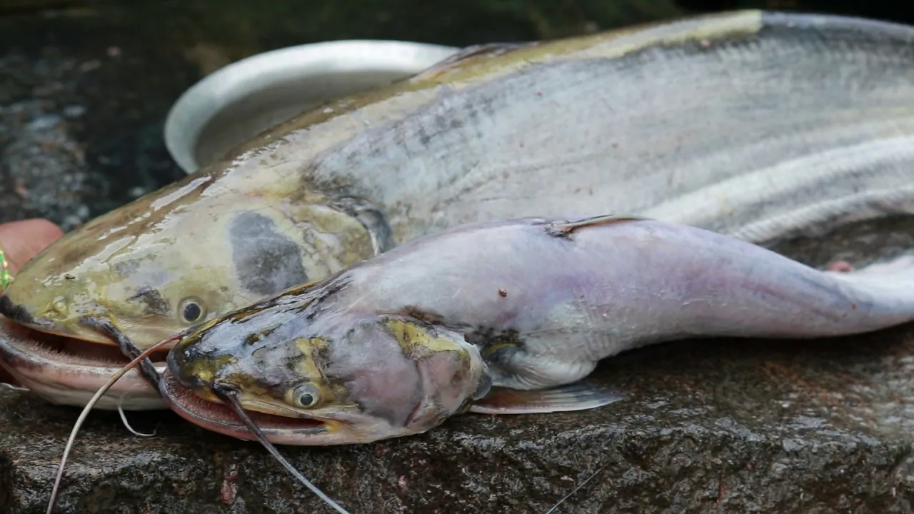 How to Clean and Prepare FISH for Curry   How to clean fish - Gutting fish