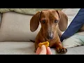 Mini dachshund makes and taste tests pumpkin dog treats