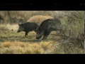 Download Lagu MONSTER WILD BOAR HEAD KILL SHOT: SLOW-MOTION