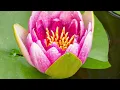 Dan Gibson’s Solitudes - Serenity | Pachelbel in the Garden