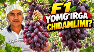 F1 Yomgʻirga chidamlimi? Xozirda F1 uzum narxi.