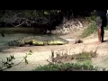 King Crocodile 50 Ft Caught Alive In Philippines (HQ)