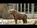 Download Lagu Baby Rhino Practicing Charging and Playing Compilation