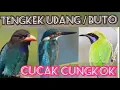 Lagu Cucak Congkok Tengkek Buto Tengkek Udang Gacor Masteran Pilihan