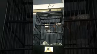 ciblek sawah brem losspeet