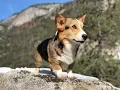 DOG FRIENDLY HIKES IN YOSEMITE