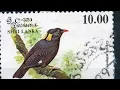 Lagu Ceylon grackle: vocalisations