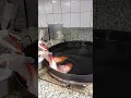 fry two big red grouper #friedfish #food #viralvideo #ikangoreng #seafood