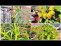 Download Lagu Van's Nursery On Sale Các Loại Cây Ăn Trái Quí Hiếm Giá Rẻ Đặt Biệt Trong Tuần July 4.