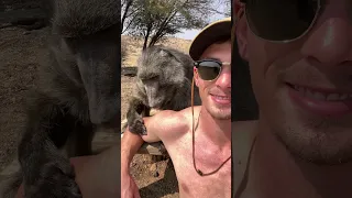 a BABOON GROOMING session