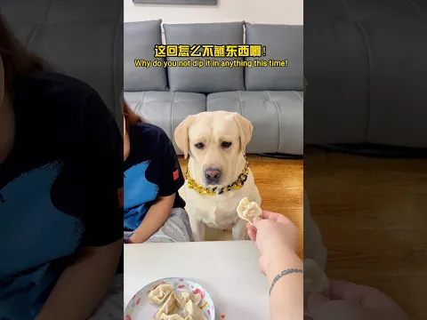 狗子:幸好我留了个心眼!Doggo, fortunately I was cautious!#搞笑汪驾到 #萌寵 #寵物 #搞笑 #拉布拉多 #doglover #Labrador #labrado