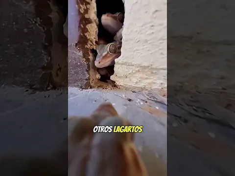 ¿Qué pasa si le pones una cámara a un lagarto  😱