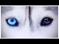 Lagu My Dog Has DEMON EYES! (The real story behind my husky’s eyes)