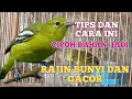 Download Lagu CARA PERAWATAN CIPOH/ SRITU BAHAN(MH) CEPAT RAJIN BUNYI DAN GACOR
