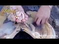 Huge surprise pearl hunters find the perfect pink freshwater pearl
