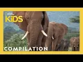 Download Lagu Animal Showdown 🐻🐊🦅 | 25 Minutes | Nat Geo Kids Compilation | @natgeokids