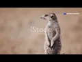 Download Lagu Wildlife Wonders of the Kalahari Desert @Iggy-zy