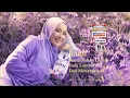 IKLAN DOWNY FRENCH LAVENDER • 15s (2022)
