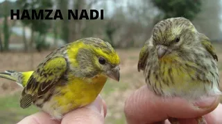 ساعة من تغريد طائر البسبوس السمريس بتبتة للتحفيز على الغناء 