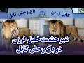 Download Lagu گزارش از شیر های باغ وحش کابل |  شیر حشمت خلیل کرزی در باغ وحش کابل
