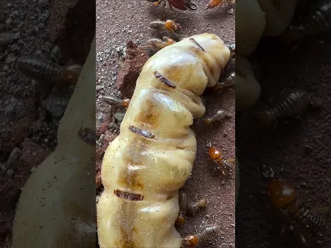 Why does the queen termite get eaten by her own army? #shorts