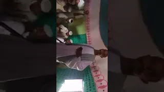 الشاعر حلمي ودابحول اسد البطانه  الشاعر حلمي ودابحول اسد البطانه