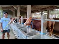 KANDANG SAPI IDAMAN PETERNAK MUDA \u0026 PEMULA‼️REVIEW UKURAN KANDANG