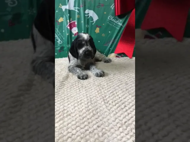 動画