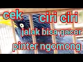 ciri khas jalak gacor dan pinter bicara