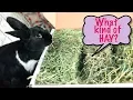 Which Hay is Right For Your Rabbit