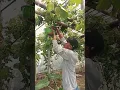 Download Lagu 2 dompol 1kg #fruit  #nature  #farming  #janganlupasubscribe  #garden #gardening  #nature