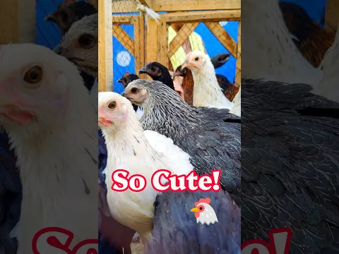 This Chicken Stared At Me! π³π So Cute!