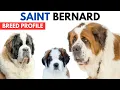 Saint Bernard Breed Profile History - Price