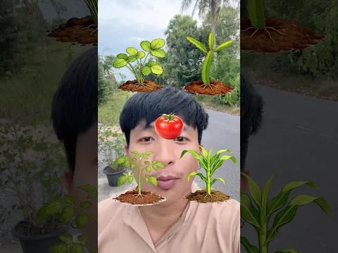 จับคู่ผลกับต้นให้ถูก 🍅🌽🍓🌿