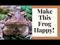 Build a Thriving Frog Sanctuary This Season