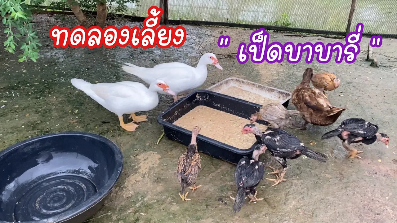 Zing’s Day I ทดลองเลี้ยง “ เป็ดบาบารี่ “