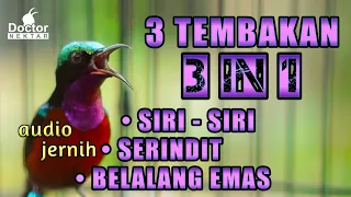 tiga tembakan konin gacor jadi satu siri siri serindit belalang emas suara full isian