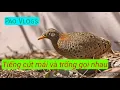 Download Lagu Tiếng chim cút trống mái gọi nhau cực chuẩn mp3 - Pao Vlogs