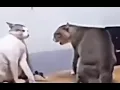cat dancing fighting to macarena meme