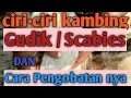 Download Lagu Obat ampuh untuk gudik / scabies pada kambing
