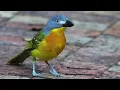 Download Lagu Grey-headed Bushshrike singing its strange 'hedge clipper' call